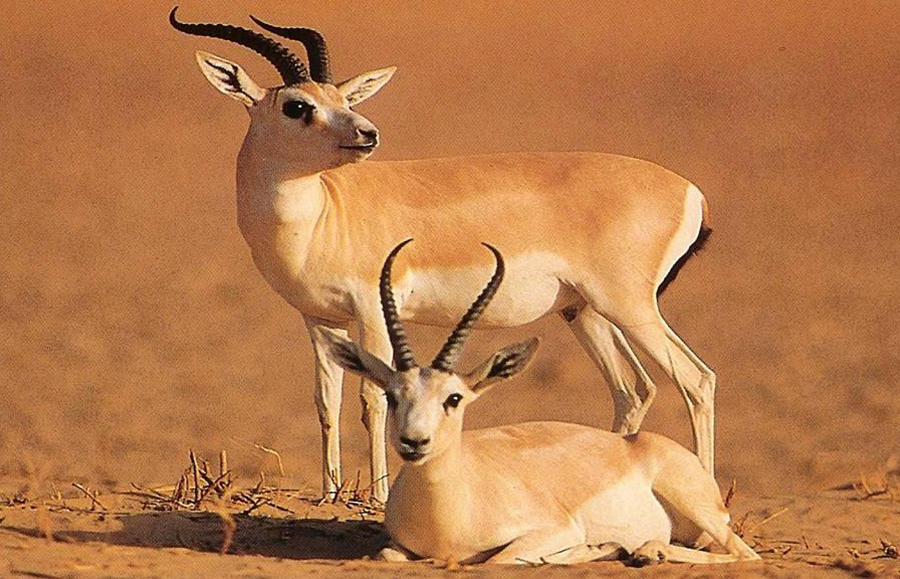 آهوی جبیر